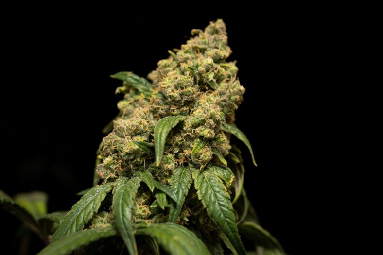 A large cannabis flower, untrimmed